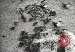 Standbild Vögel auf Ascension Island Himmelfahrtsinsel, 1922, aus Sekunde 52 historischem Filmmaterial Videoclip 65675065872