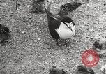 Standbild Vögel auf Ascension Island Himmelfahrtsinsel, 1922, aus Sekunde 53 historischem Filmmaterial Videoclip 65675065872