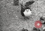 Standbild Vögel auf Ascension Island Himmelfahrtsinsel, 1922, aus Sekunde 54 historischem Filmmaterial Videoclip 65675065872