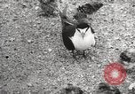 Standbild Vögel auf Ascension Island Himmelfahrtsinsel, 1922, aus Sekunde 55 historischem Filmmaterial Videoclip 65675065872