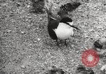 Standbild Vögel auf Ascension Island Himmelfahrtsinsel, 1922, aus Sekunde 56 historischem Filmmaterial Videoclip 65675065872
