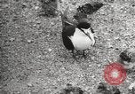 Standbild Vögel auf Ascension Island Himmelfahrtsinsel, 1922, aus Sekunde 57 historischem Filmmaterial Videoclip 65675065872