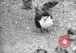 Standbild Vögel auf Ascension Island Himmelfahrtsinsel, 1922, aus Sekunde 58 historischem Filmmaterial Videoclip 65675065872