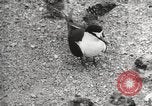 Standbild Vögel auf Ascension Island Himmelfahrtsinsel, 1922, aus Sekunde 59 historischem Filmmaterial Videoclip 65675065872