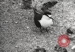 Standbild Vögel auf Ascension Island Himmelfahrtsinsel, 1922, aus Sekunde 60 historischem Filmmaterial Videoclip 65675065872