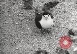 Standbild Vögel auf Ascension Island Himmelfahrtsinsel, 1922, aus Sekunde 61 historischem Filmmaterial Videoclip 65675065872