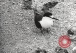 Standbild Vögel auf Ascension Island Himmelfahrtsinsel, 1922, aus Sekunde 62 historischem Filmmaterial Videoclip 65675065872