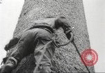 Image of cutting of Spruce trees for World War 2 aircraft Canada, 1943, second 8 stock footage video 65675065877