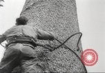 Image of cutting of Spruce trees for World War 2 aircraft Canada, 1943, second 9 stock footage video 65675065877
