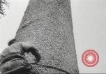 Image of cutting of Spruce trees for World War 2 aircraft Canada, 1943, second 10 stock footage video 65675065877