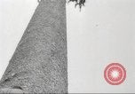 Image of cutting of Spruce trees for World War 2 aircraft Canada, 1943, second 12 stock footage video 65675065877