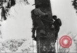 Image of cutting of Spruce trees for World War 2 aircraft Canada, 1943, second 13 stock footage video 65675065877