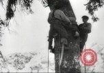 Image of cutting of Spruce trees for World War 2 aircraft Canada, 1943, second 15 stock footage video 65675065877