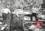 Image of cutting of Spruce trees for World War 2 aircraft Canada, 1943, second 21 stock footage video 65675065877