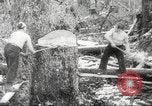 Image of cutting of Spruce trees for World War 2 aircraft Canada, 1943, second 23 stock footage video 65675065877