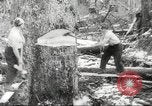 Image of cutting of Spruce trees for World War 2 aircraft Canada, 1943, second 24 stock footage video 65675065877