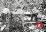 Image of cutting of Spruce trees for World War 2 aircraft Canada, 1943, second 25 stock footage video 65675065877