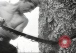 Image of cutting of Spruce trees for World War 2 aircraft Canada, 1943, second 35 stock footage video 65675065877
