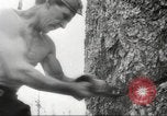Image of cutting of Spruce trees for World War 2 aircraft Canada, 1943, second 36 stock footage video 65675065877