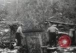 Image of cutting of Spruce trees for World War 2 aircraft Canada, 1943, second 40 stock footage video 65675065877
