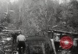 Image of cutting of Spruce trees for World War 2 aircraft Canada, 1943, second 41 stock footage video 65675065877