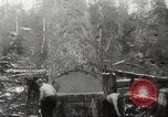 Image of cutting of Spruce trees for World War 2 aircraft Canada, 1943, second 42 stock footage video 65675065877