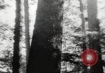 Image of cutting of Spruce trees for World War 2 aircraft Canada, 1943, second 44 stock footage video 65675065877