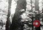 Image of cutting of Spruce trees for World War 2 aircraft Canada, 1943, second 45 stock footage video 65675065877