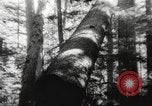 Image of cutting of Spruce trees for World War 2 aircraft Canada, 1943, second 46 stock footage video 65675065877