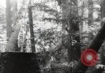 Image of cutting of Spruce trees for World War 2 aircraft Canada, 1943, second 47 stock footage video 65675065877