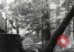 Image of cutting of Spruce trees for World War 2 aircraft Canada, 1943, second 48 stock footage video 65675065877