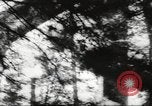 Image of cutting of Spruce trees for World War 2 aircraft Canada, 1943, second 52 stock footage video 65675065877