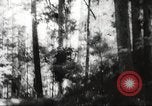 Image of cutting of Spruce trees for World War 2 aircraft Canada, 1943, second 54 stock footage video 65675065877