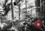 Image of cutting of Spruce trees for World War 2 aircraft Canada, 1943, second 56 stock footage video 65675065877