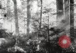 Image of cutting of Spruce trees for World War 2 aircraft Canada, 1943, second 57 stock footage video 65675065877