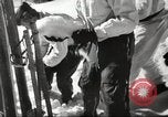 Image of German troops skiing Italy, 1943, second 42 stock footage video 65675065892