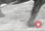 Image of German forces bogged down in snow on Eastern Front Soviet Union, 1943, second 42 stock footage video 65675065893