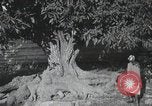 Standbild Landschaften des Georgischen Kaukasus in der Nähe des Schwarzen Meeres Georgische Sowjetrepublik, 1930, aus Sekunde 57 historischem Filmmaterial Videoclip 65675065902