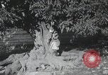 Standbild Landschaften des Georgischen Kaukasus in der Nähe des Schwarzen Meeres Georgische Sowjetrepublik, 1930, aus Sekunde 59 historischem Filmmaterial Videoclip 65675065902
