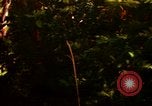 Standbild Wald Honolulu Hawaii USA, 1967, aus Sekunde 1 historischem Filmmaterial Videoclip 65675065912