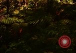 Standbild Wald Honolulu Hawaii USA, 1967, aus Sekunde 3 historischem Filmmaterial Videoclip 65675065912