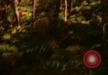 Standbild Wald Honolulu Hawaii USA, 1967, aus Sekunde 4 historischem Filmmaterial Videoclip 65675065912