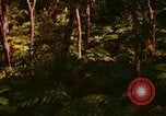 Standbild Wald Honolulu Hawaii USA, 1967, aus Sekunde 5 historischem Filmmaterial Videoclip 65675065912