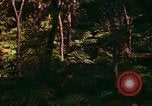 Standbild Wald Honolulu Hawaii USA, 1967, aus Sekunde 6 historischem Filmmaterial Videoclip 65675065912