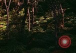Standbild Wald Honolulu Hawaii USA, 1967, aus Sekunde 7 historischem Filmmaterial Videoclip 65675065912