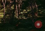 Standbild Wald Honolulu Hawaii USA, 1967, aus Sekunde 8 historischem Filmmaterial Videoclip 65675065912