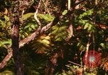 Standbild Wald Honolulu Hawaii USA, 1967, aus Sekunde 9 historischem Filmmaterial Videoclip 65675065912