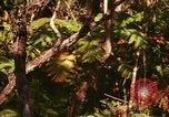 Standbild Wald Honolulu Hawaii USA, 1967, aus Sekunde 10 historischem Filmmaterial Videoclip 65675065912