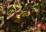 Standbild Wald Honolulu Hawaii USA, 1967, aus Sekunde 11 historischem Filmmaterial Videoclip 65675065912