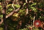 Standbild Wald Honolulu Hawaii USA, 1967, aus Sekunde 12 historischem Filmmaterial Videoclip 65675065912